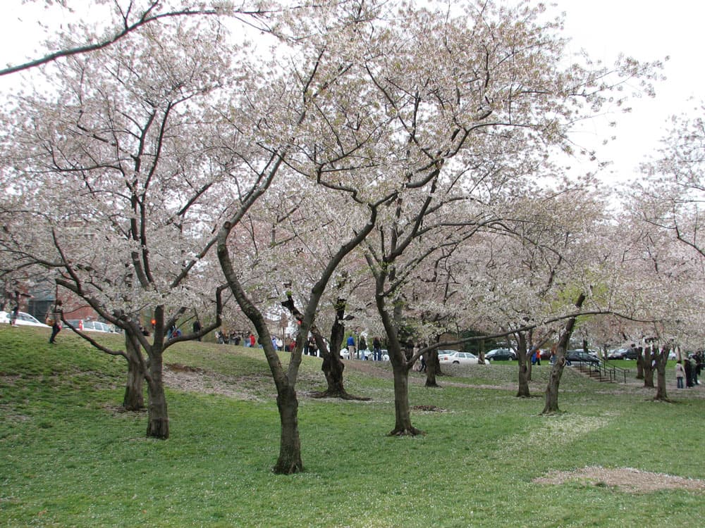 Cherry Blossoms