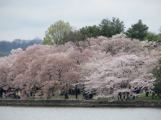 Cherry Trees