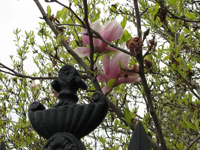 Blossoms and White House fence