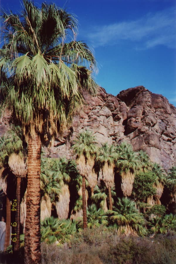 Palm Canyon