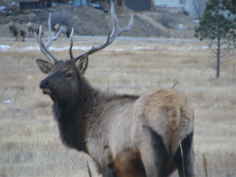 One of many roadside elk