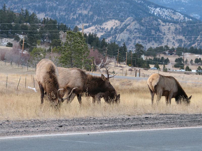 Elk on way back from skiing