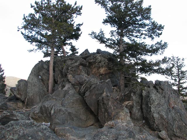 Rocks and twin trees