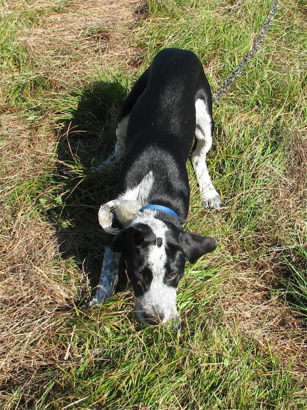 Dog by neighboring tent