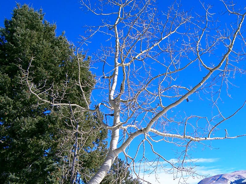 Aspen tree