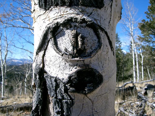Cyclops tree