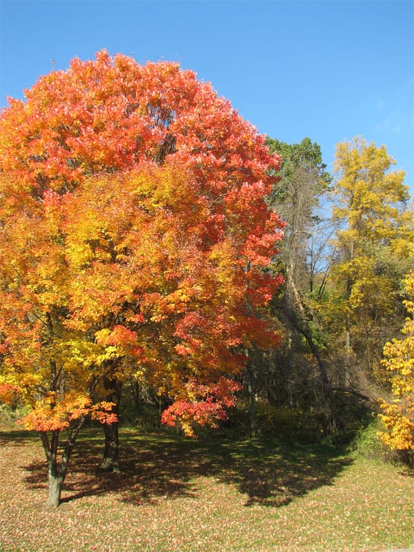 Fall colors at Boyce Park