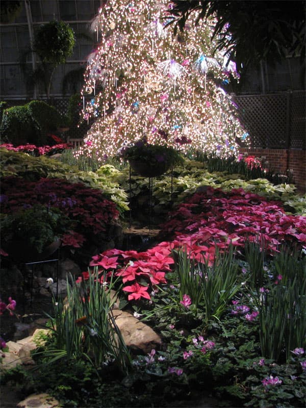 Christmas tree and flowers