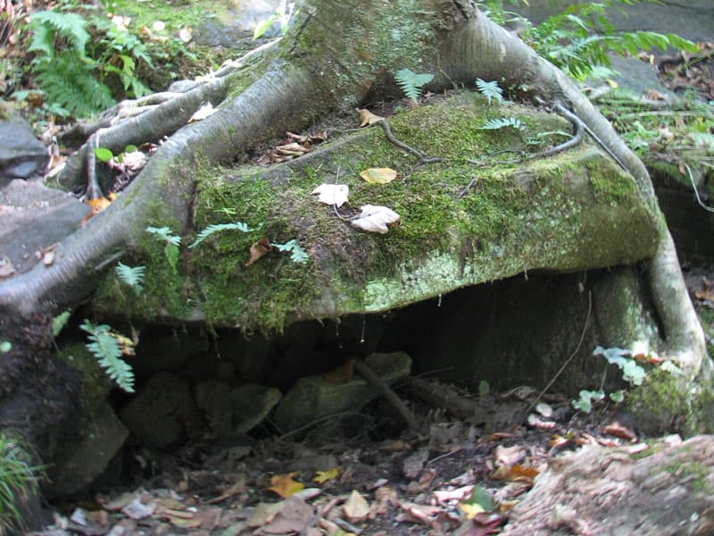 Tree Cave
