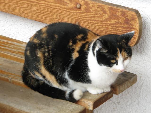 Cat at the cake place