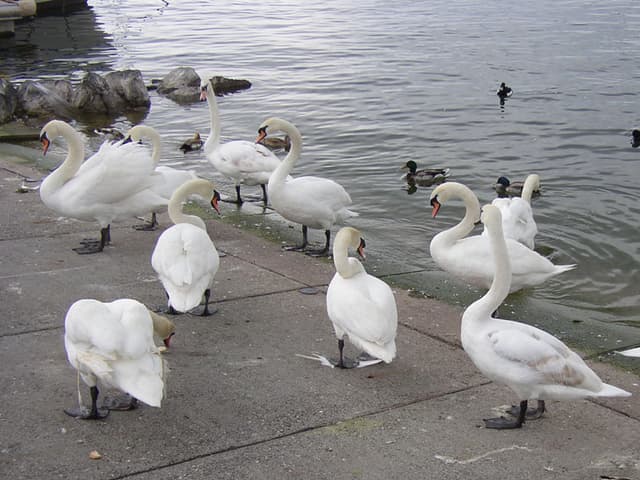 Lausanne swans and ducks