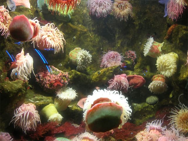 Various marine life