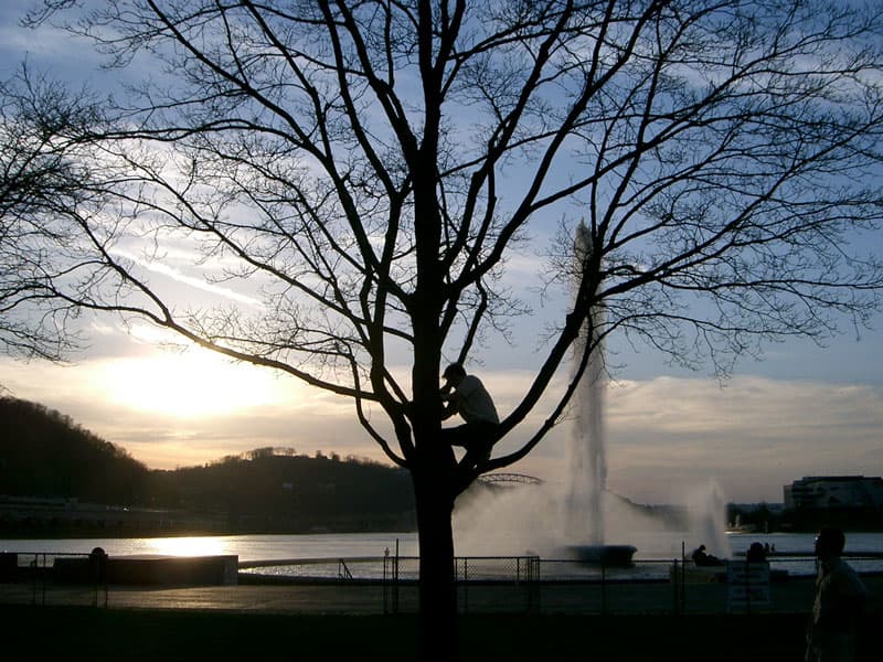 Merle climbing a tree