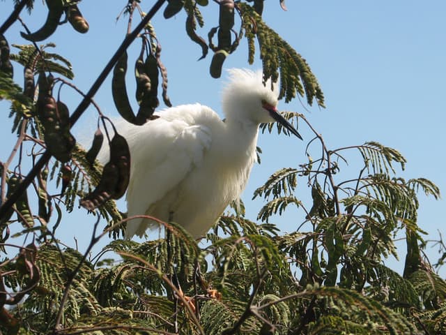 This bird made the strangest noise