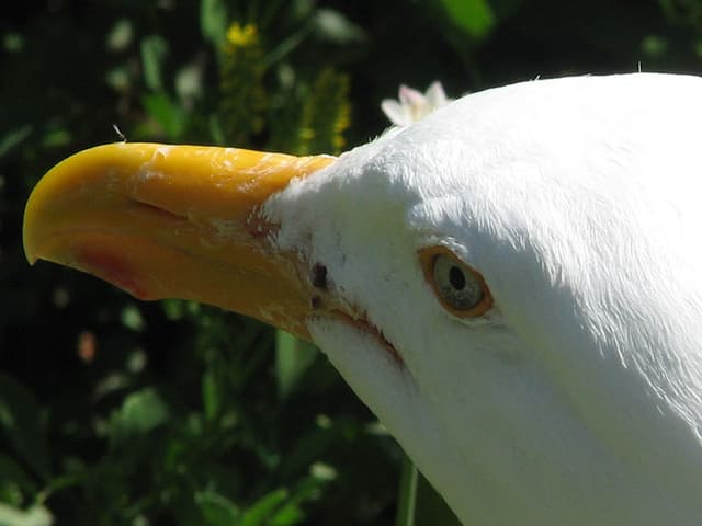Seagull closeup