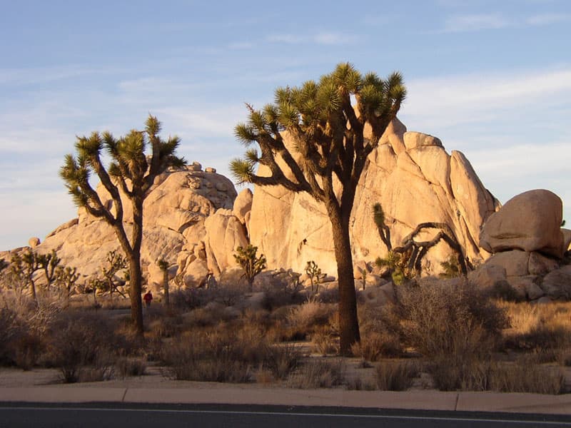 Joshua Tree park