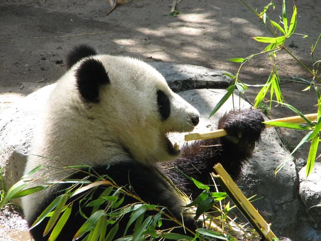 San Diego Zoo (2008)