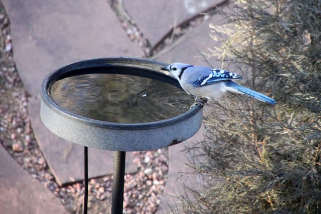 Bluejays & Rednecks (2010)