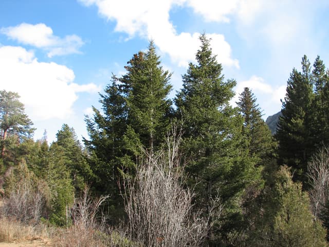 Trees & sky