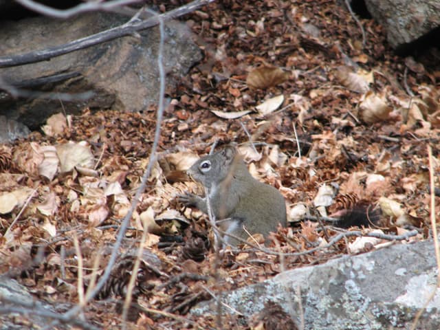 Frisky squirrel