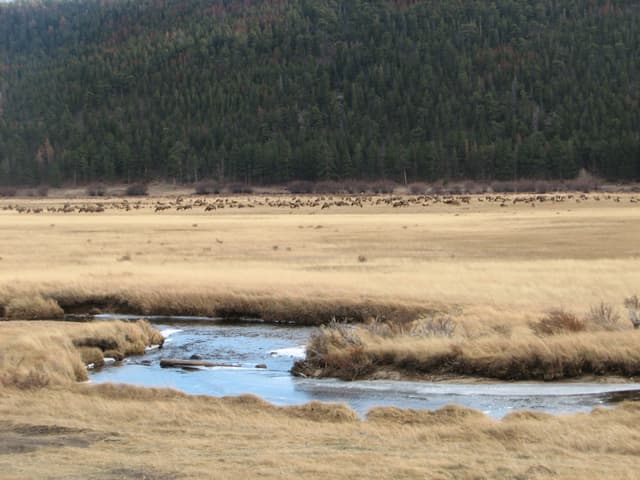Pretty stream through golden grass