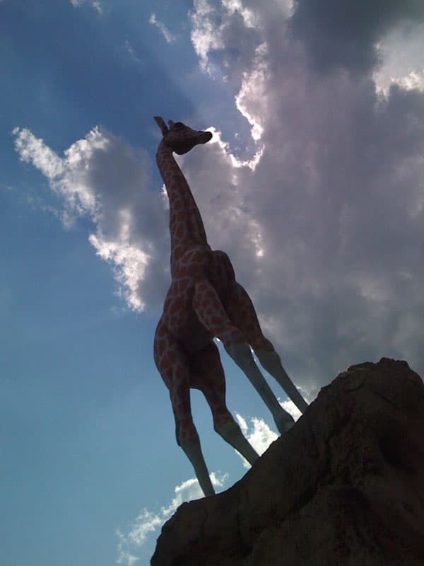 Giraffe!