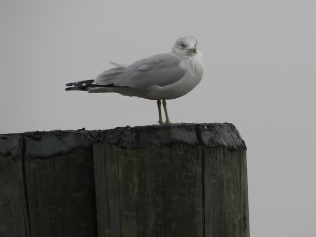 Seagull