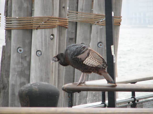 Wild turkey