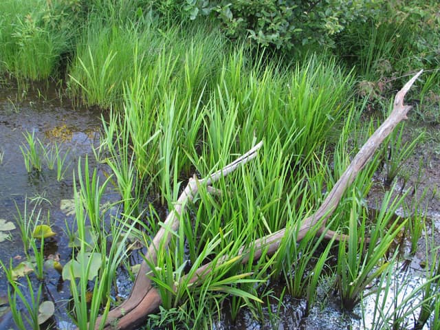 Sticks & Grass