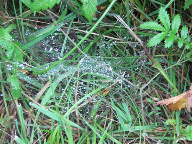 Spiderweb