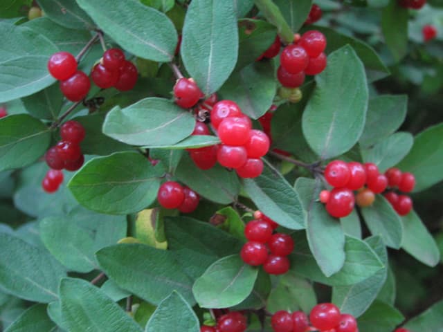 Red berries