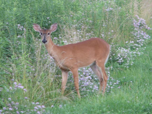 Deer crossing