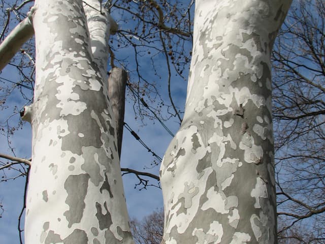 Plane trees
