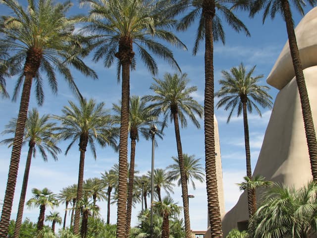 Luxor Palms