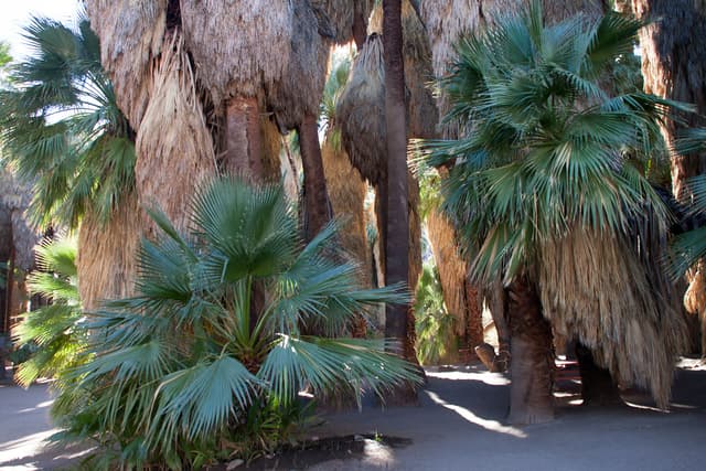 Palm Canyon at Agua Caliente