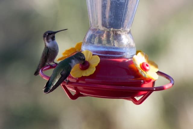 Hummingbirds
