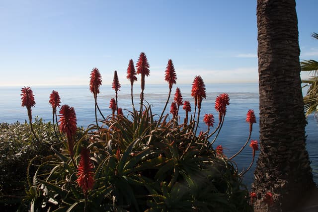 Laguna Beach