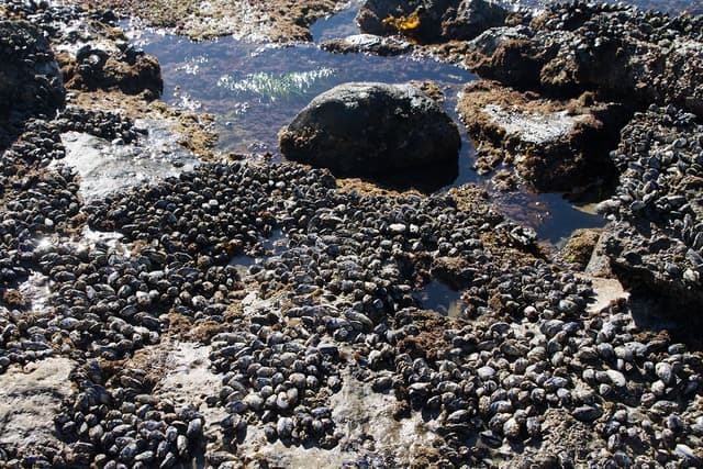 Laguna Beach tide pools
