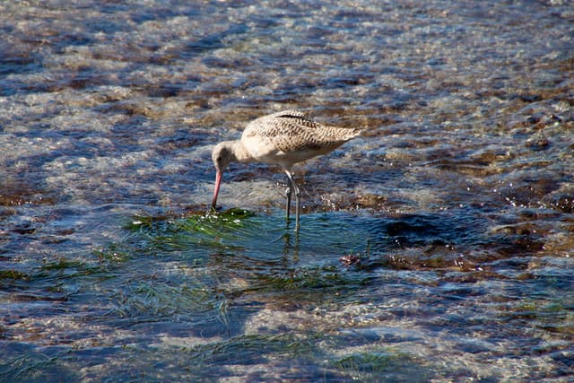 Laguna Beach tide pools