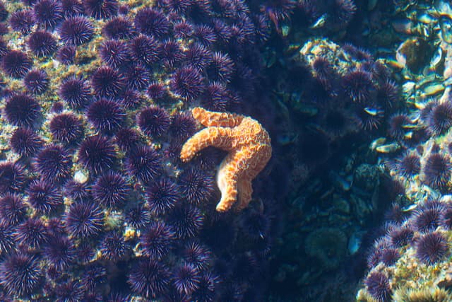 Sea star and sea urchins at Laguna Beach tide pools