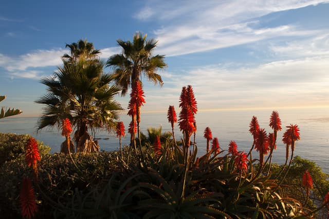 Laguna Beach