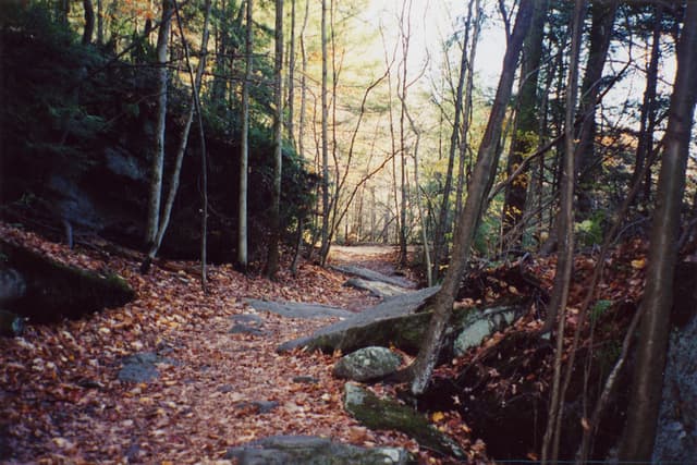 Pennsylvania woods