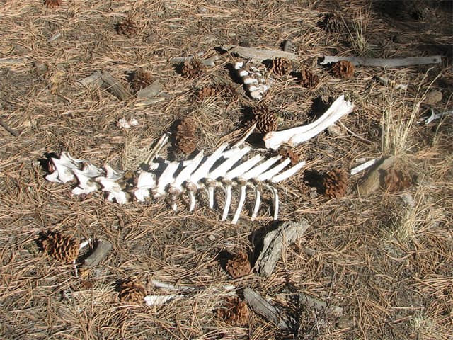 Less fortunate big horn sheep