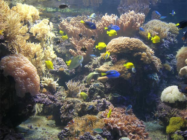 Finding Nemo fish