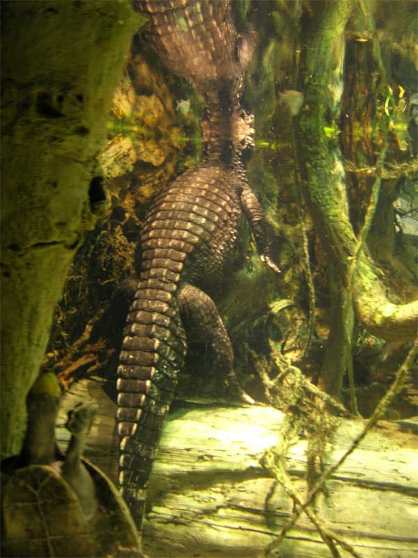 Alligator