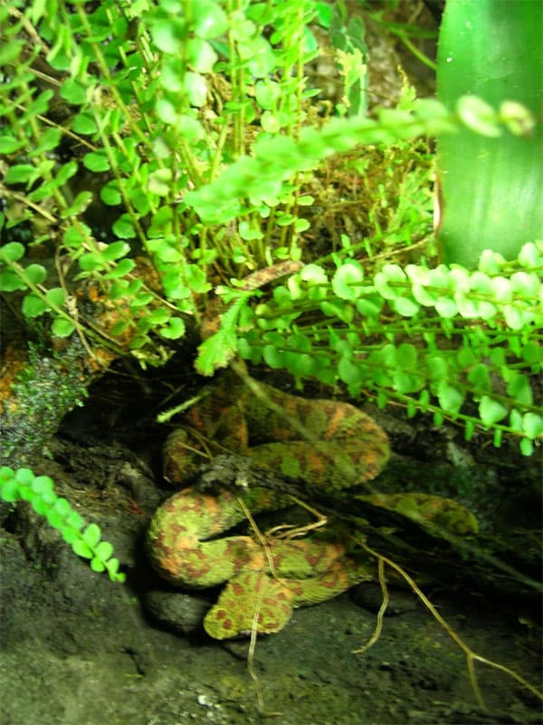 Hiding snake