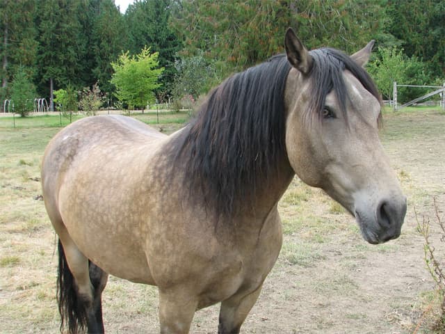 Farm Kitchen horse