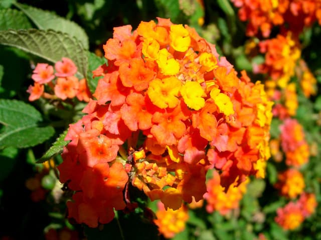 Colorful flowers