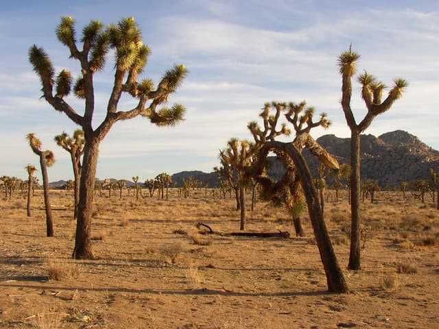 Joshua Tree national park, California